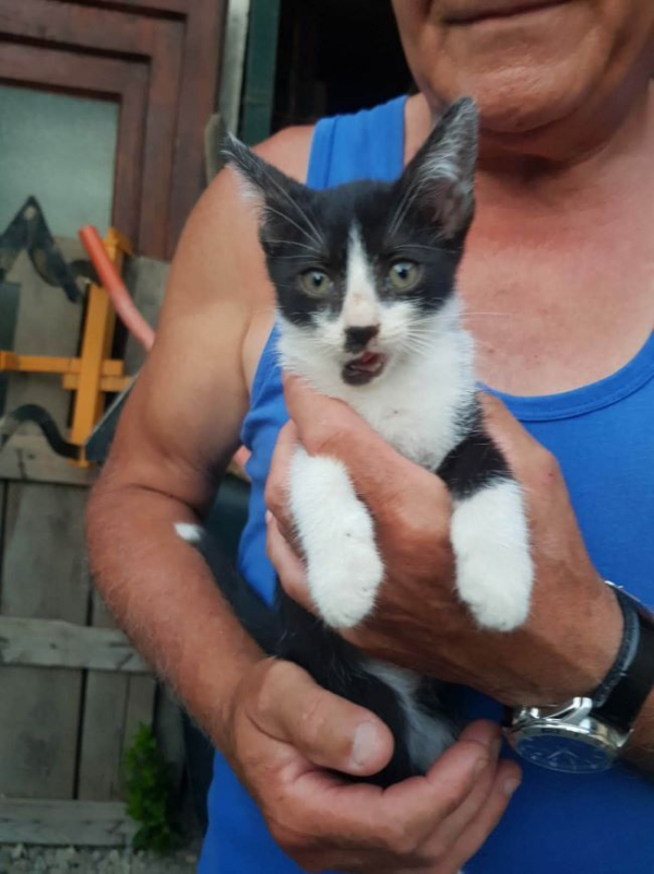 Photo #2 de Chaplin