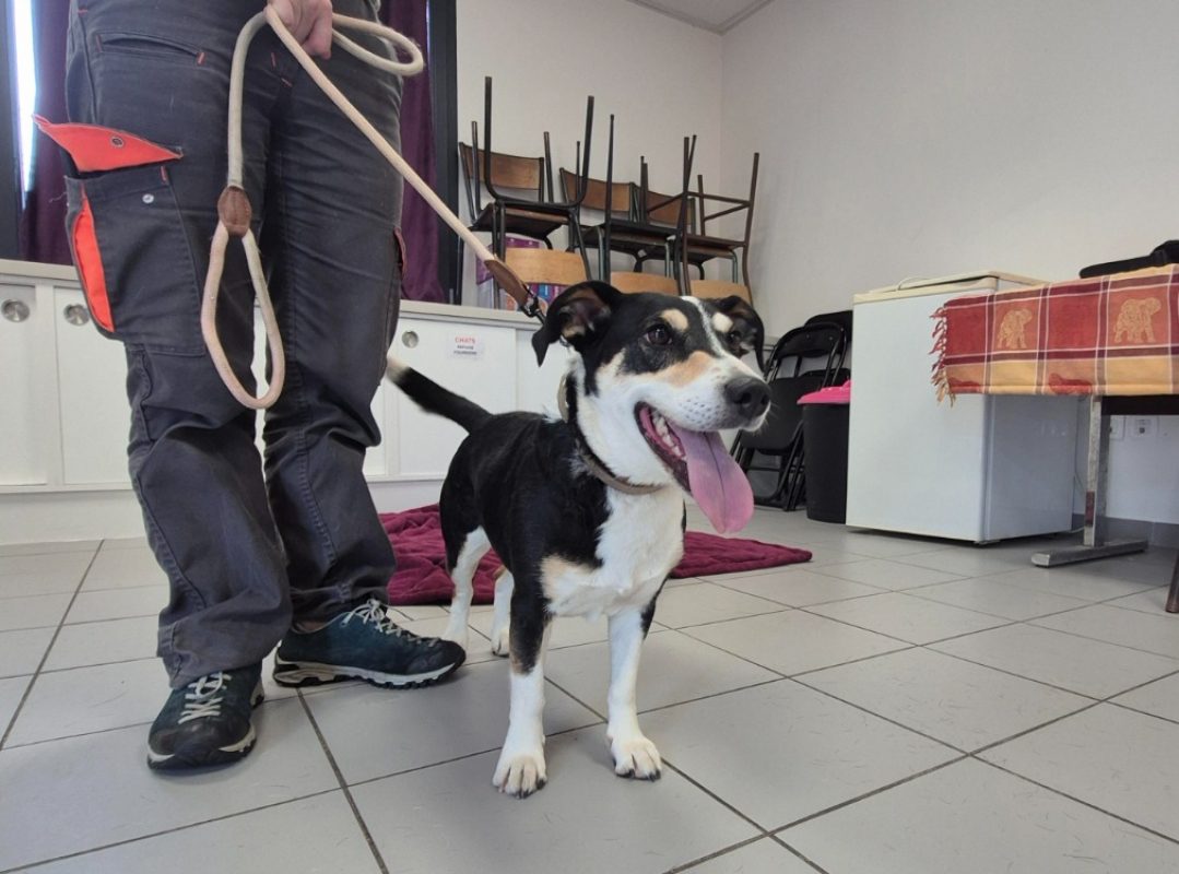 Bella - Chien à adopter
