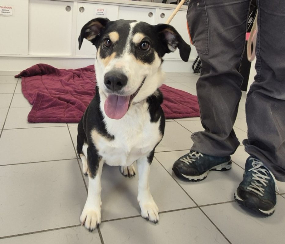 Bella - Chien à adopter - photo 2