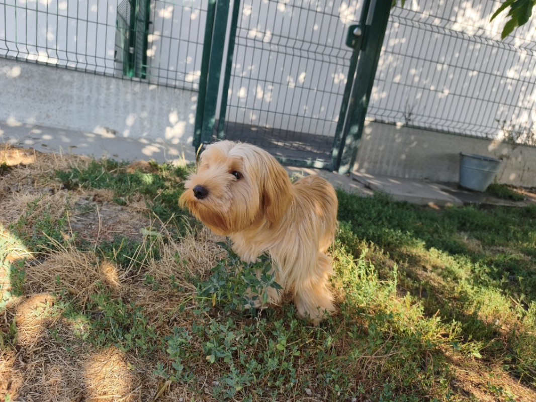 Photo #2 de Akira