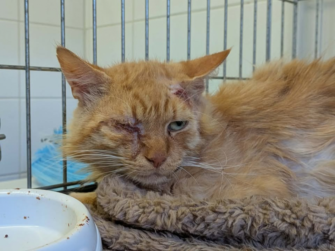 Photo de Simba