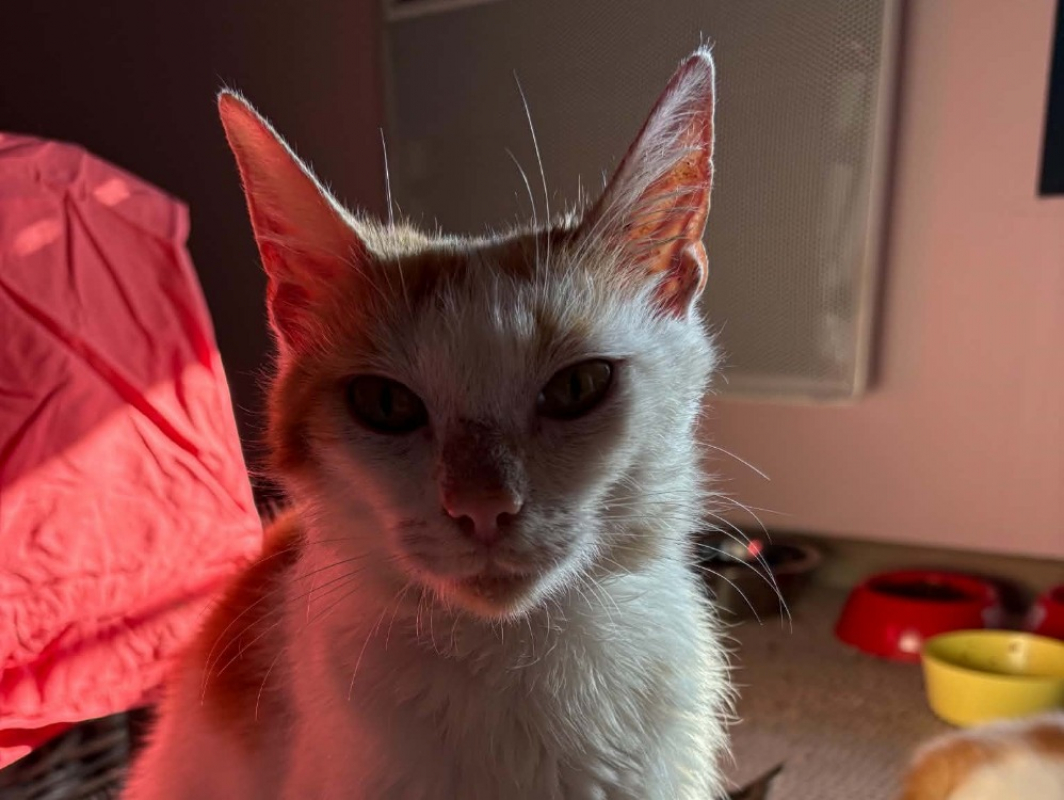 Photo de Ponpon