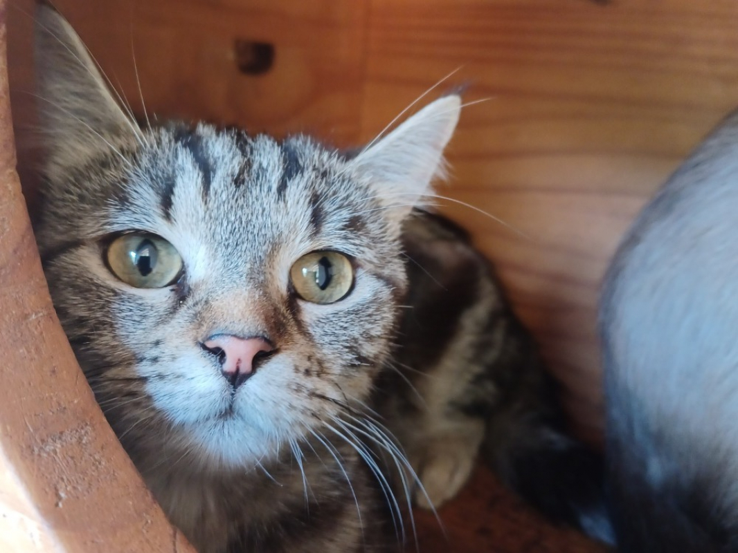 Photo de Suki