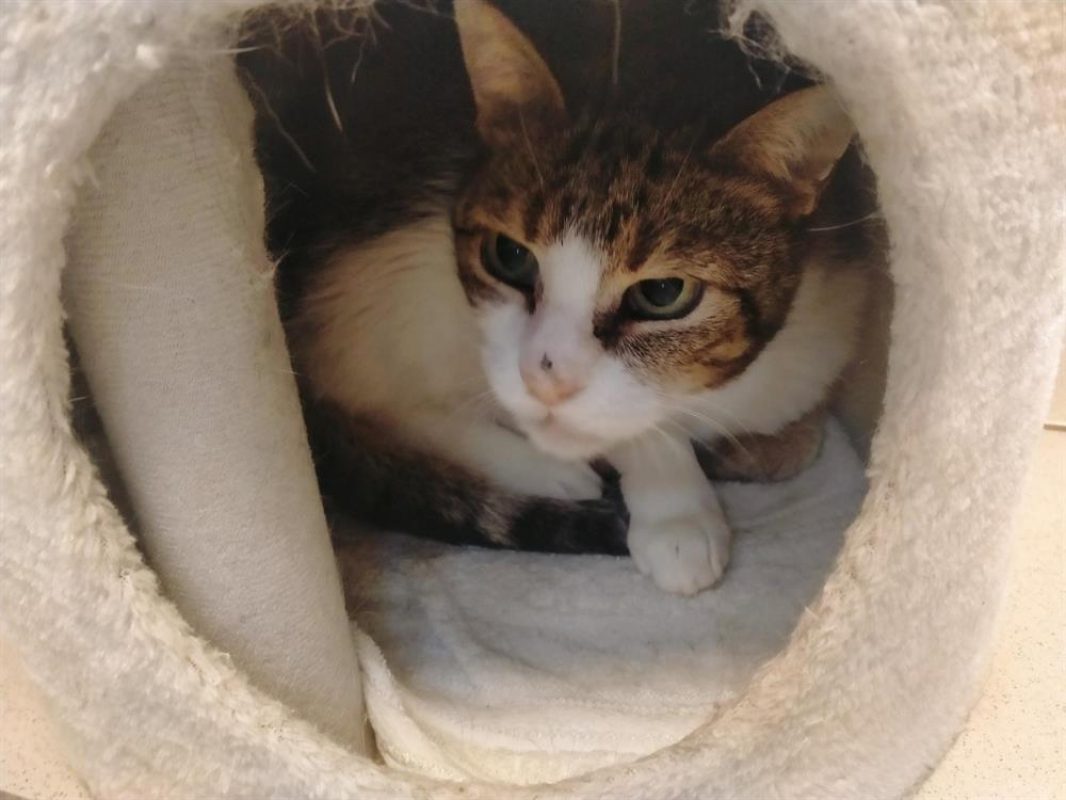 Zozo - Chat Européen à adopter - photo 2
