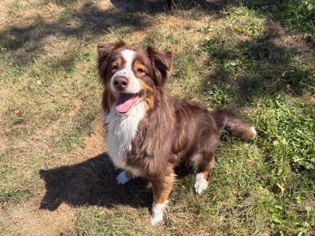 Photo #1 de Owen