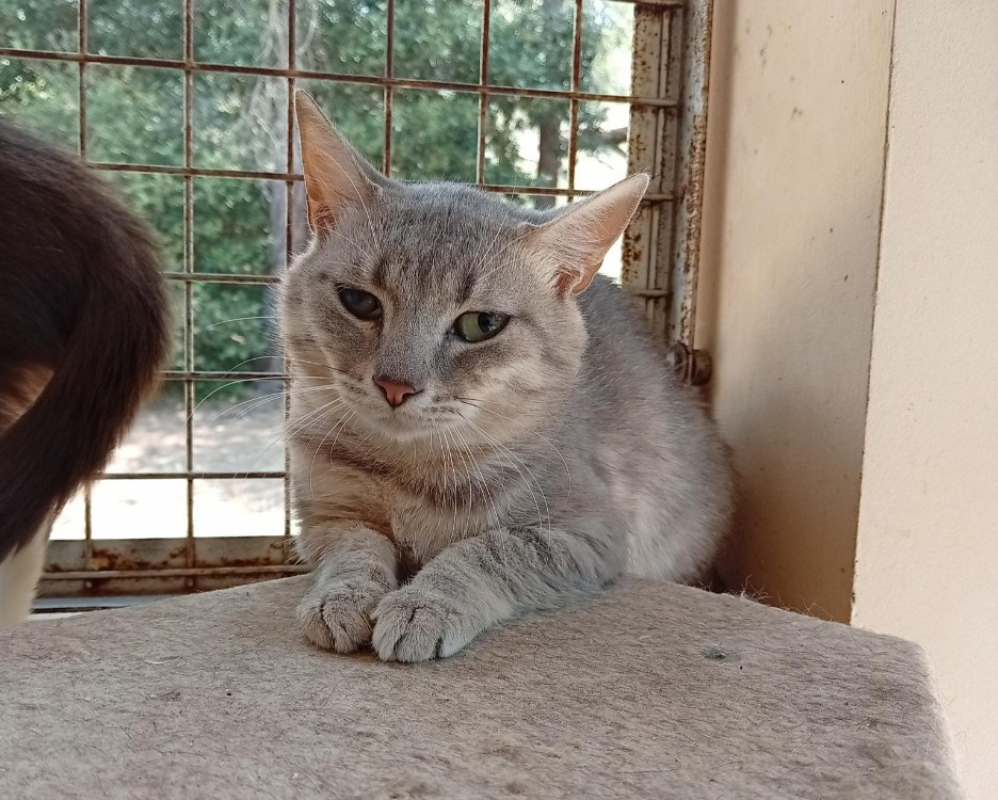 Photo de Neko