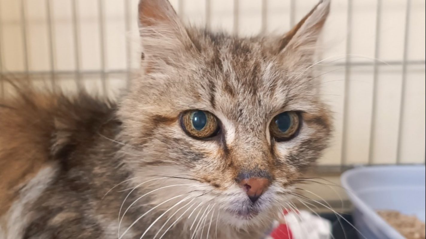 Deetz - Chat à adopter - photo 2