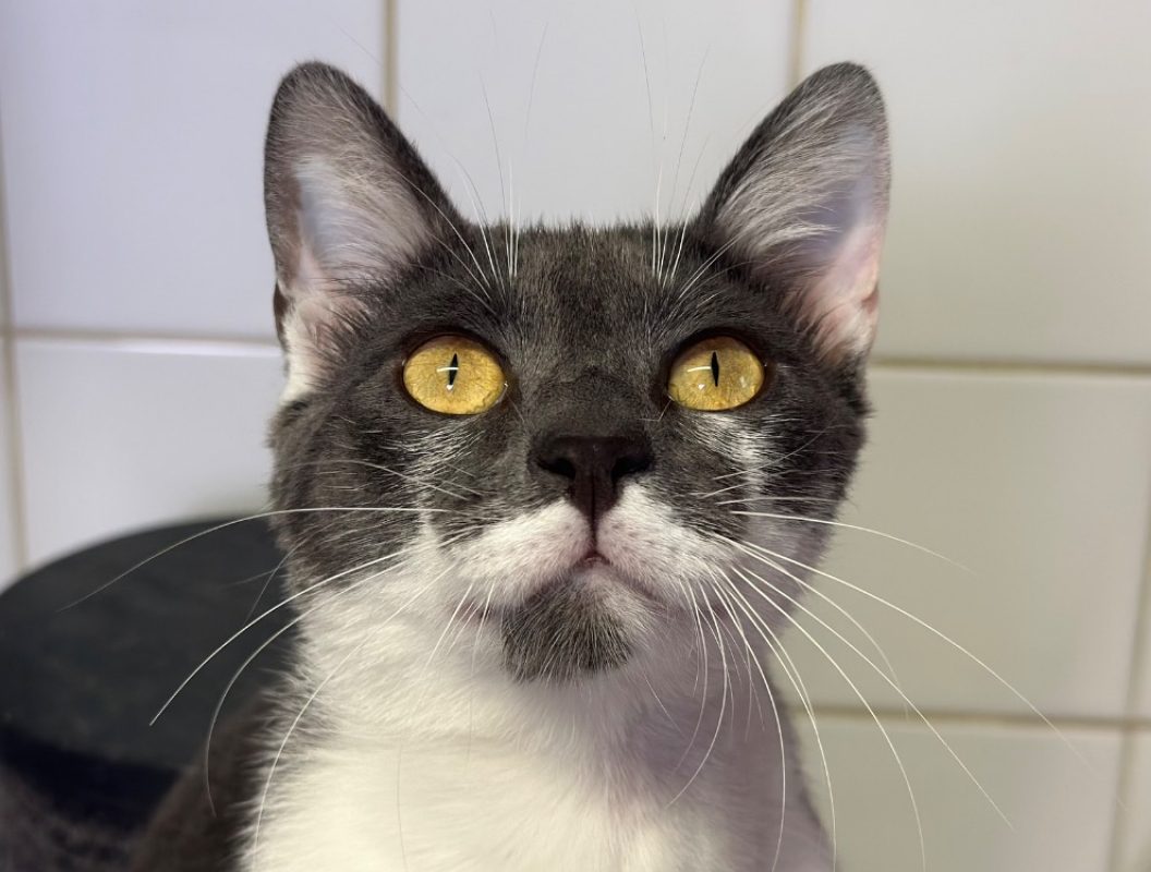 Sparky - Chat à adopter
