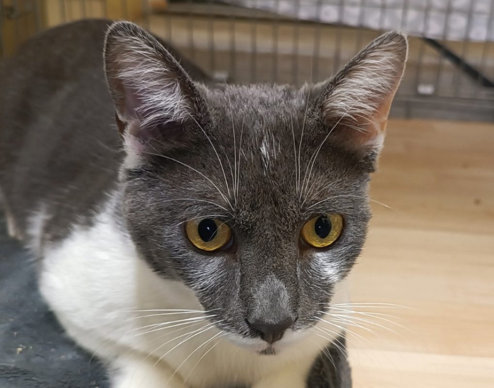 Sparky - Chat à adopter - photo 2