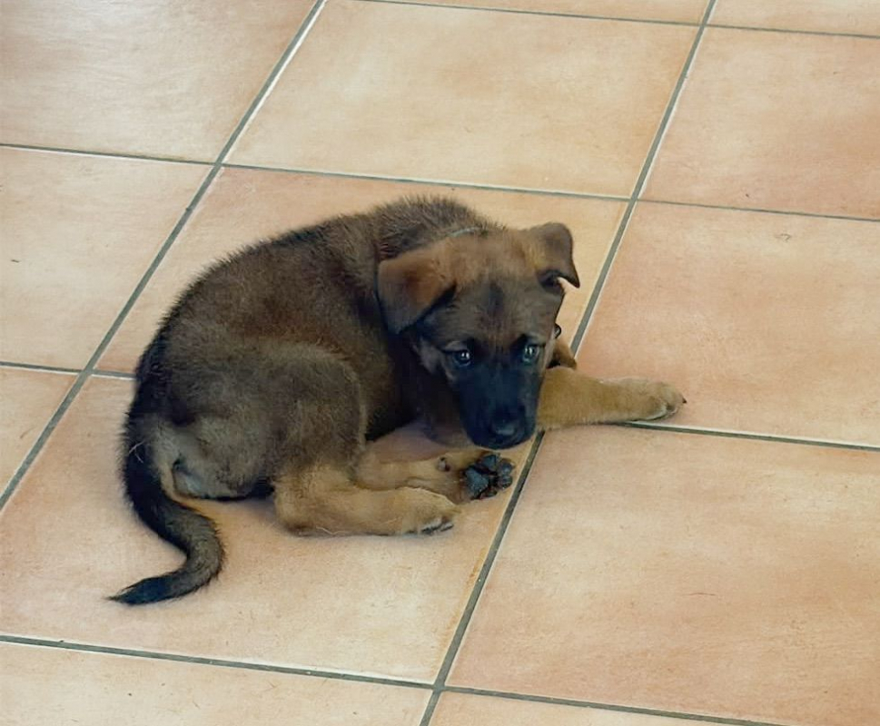 Photo #6 de PAKO