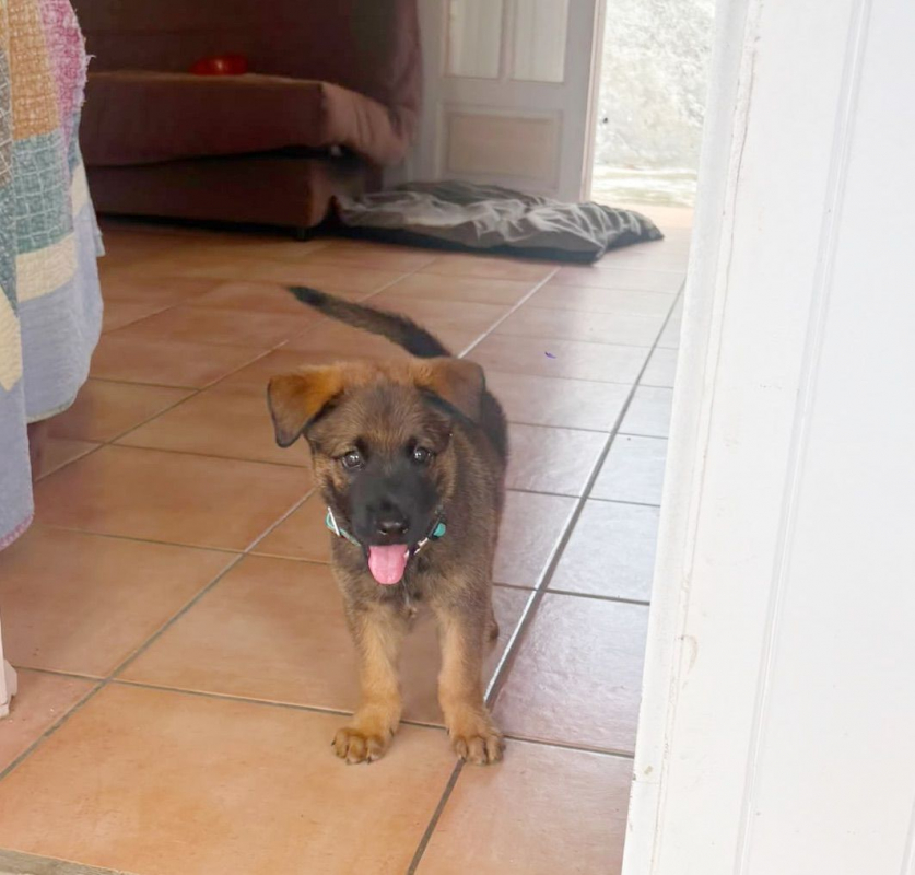 Photo #3 de PAKO