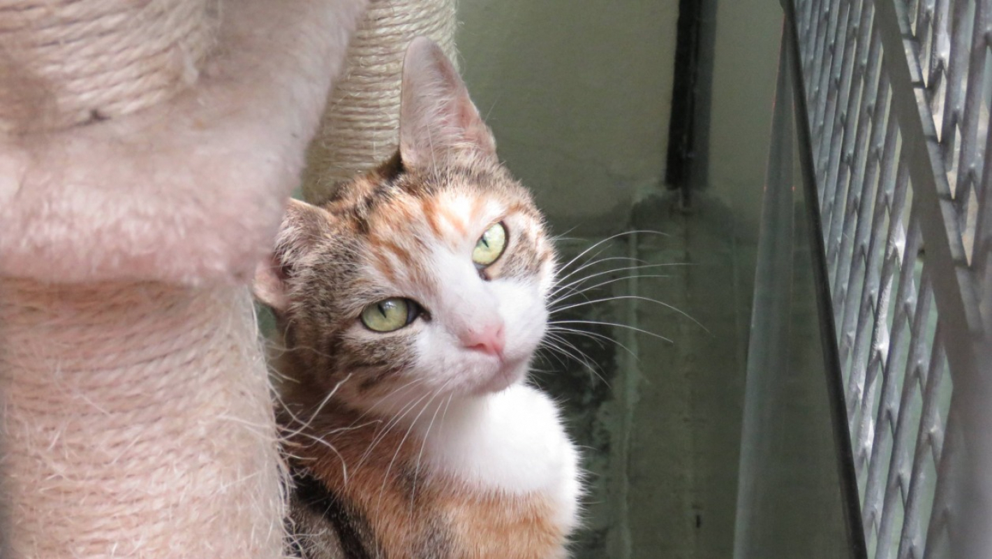 Photo #1 de Lila