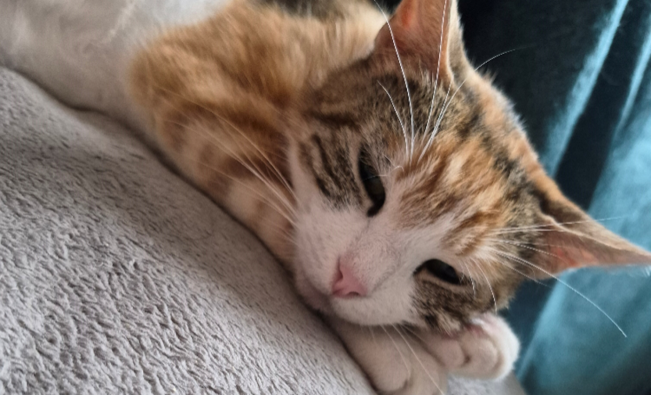 Photo #4 de Lila