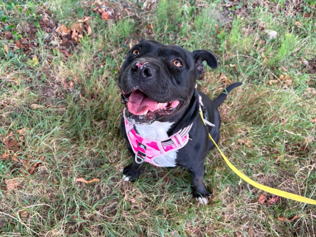 Nala - Chien à adopter