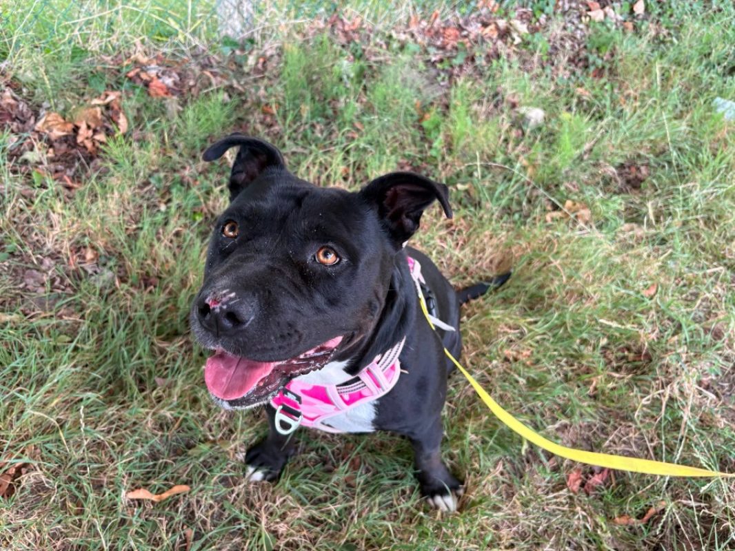 Nala - Chien à adopter - photo 2