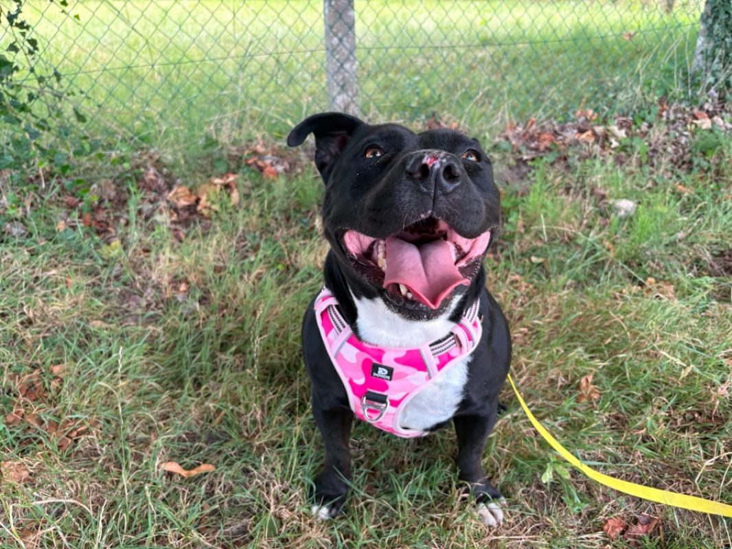 Nala - Chien à adopter - photo 3