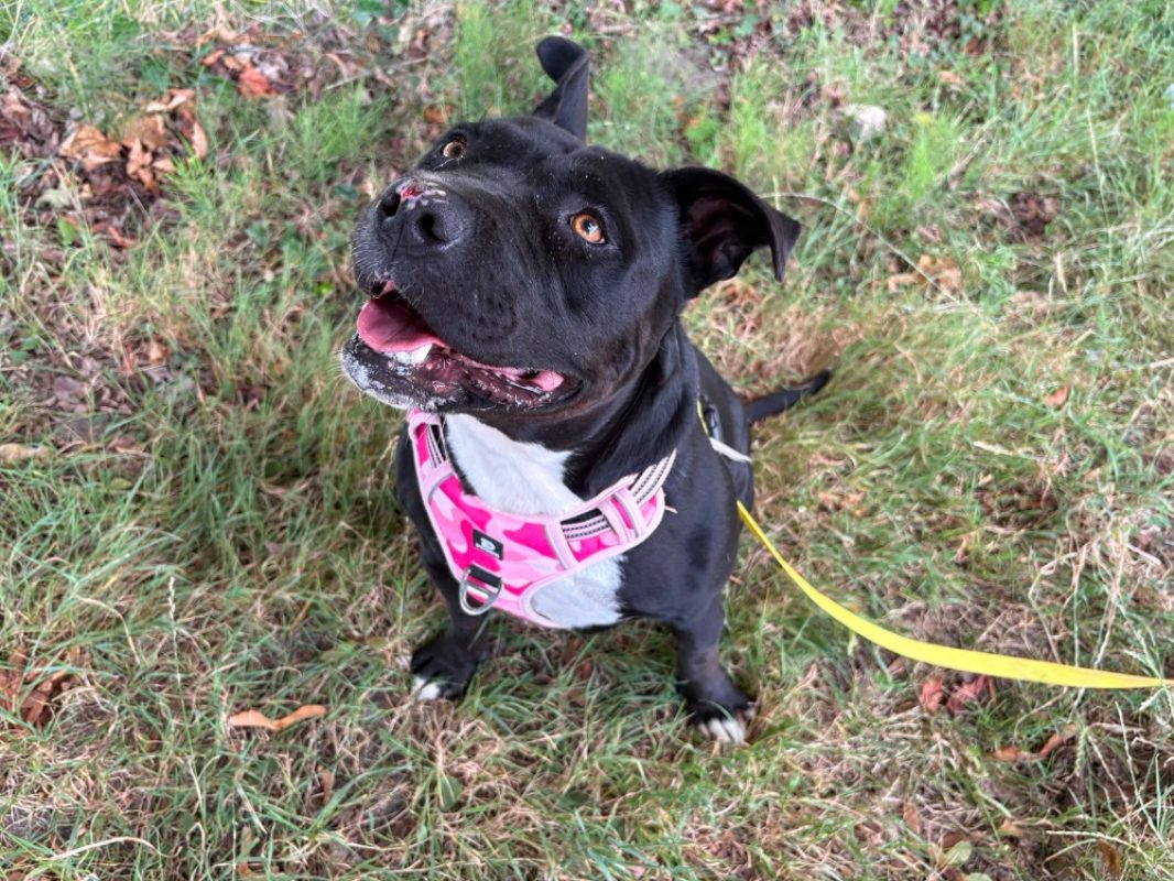 Nala - Chien à adopter - photo 4
