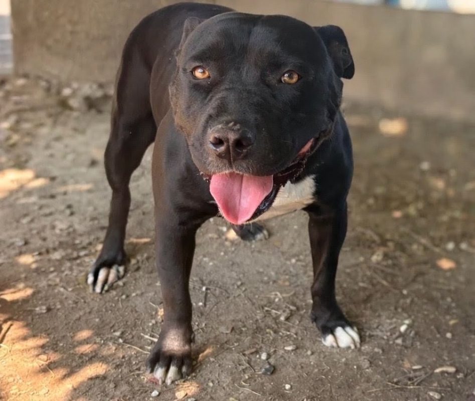 Nala - Chien à adopter - photo 5