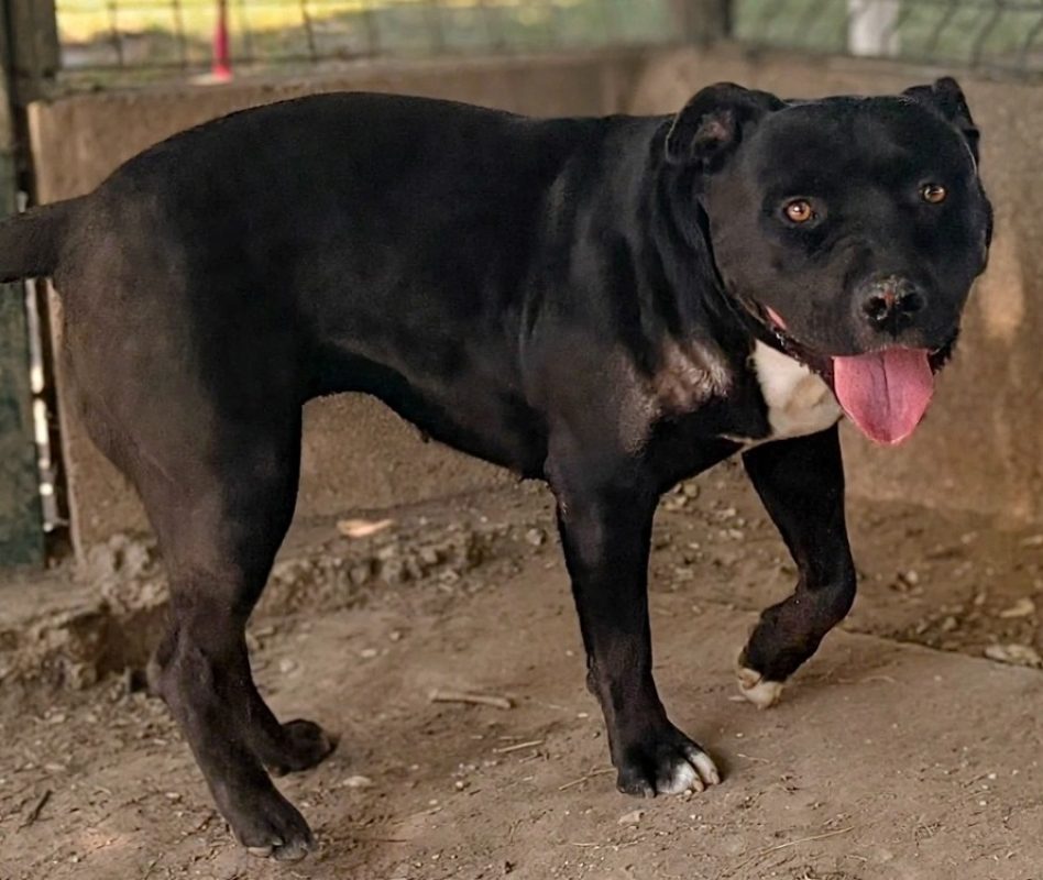 Nala - Chien à adopter - photo 6