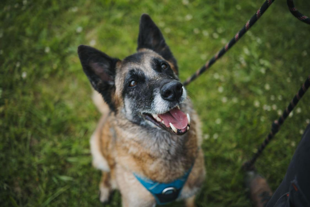 Photo #1 de Lyse vaa