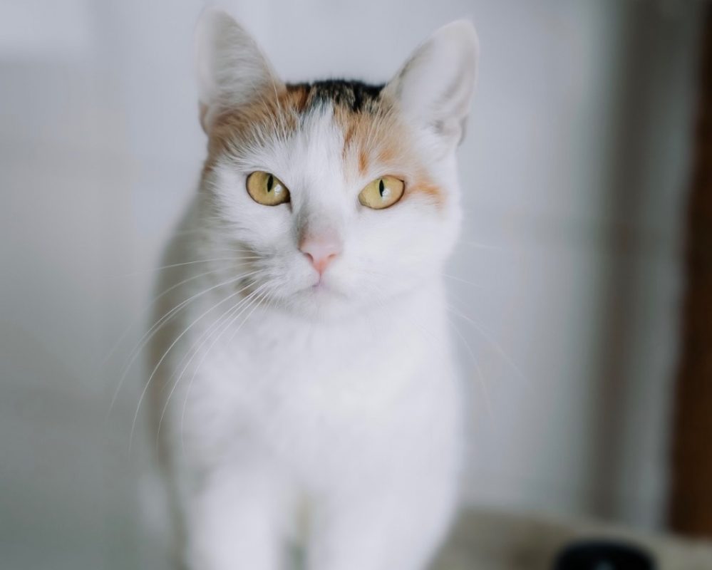 Dolly - Chat Européen à adopter