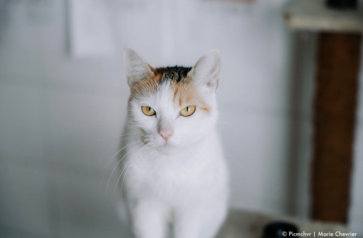 Dolly - Chat Européen à adopter - photo 2