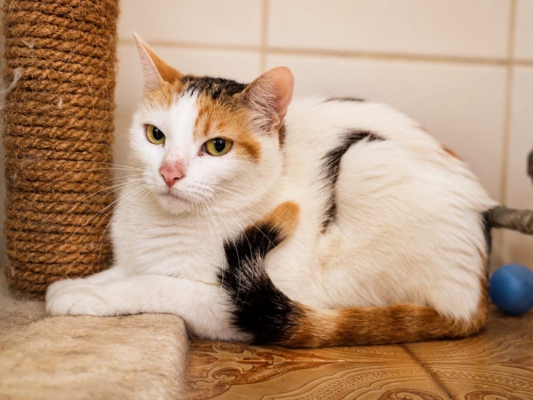 Dolly - Chat Européen à adopter - photo 3