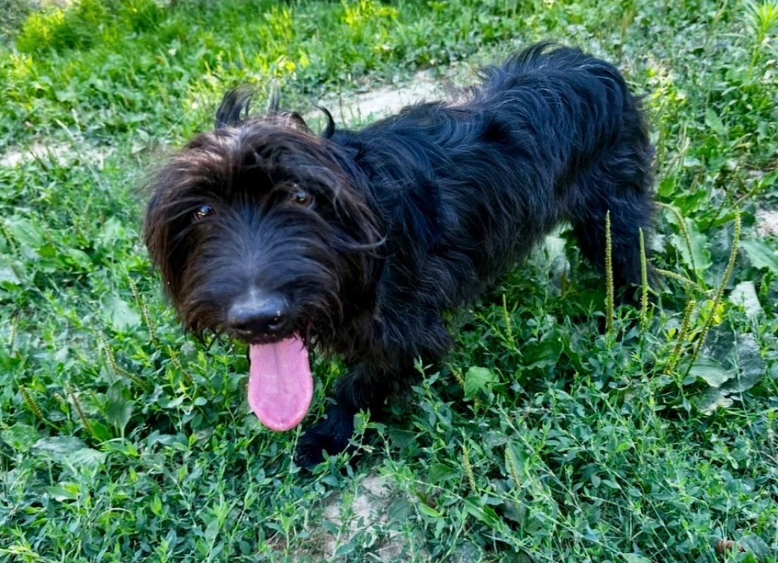 Photo #3 de Swiffer