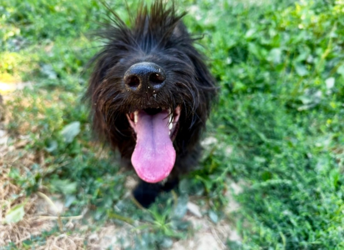 Photo #4 de Swiffer