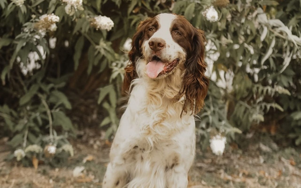 Musca - Chien English-Springer-Spaniel à adopter