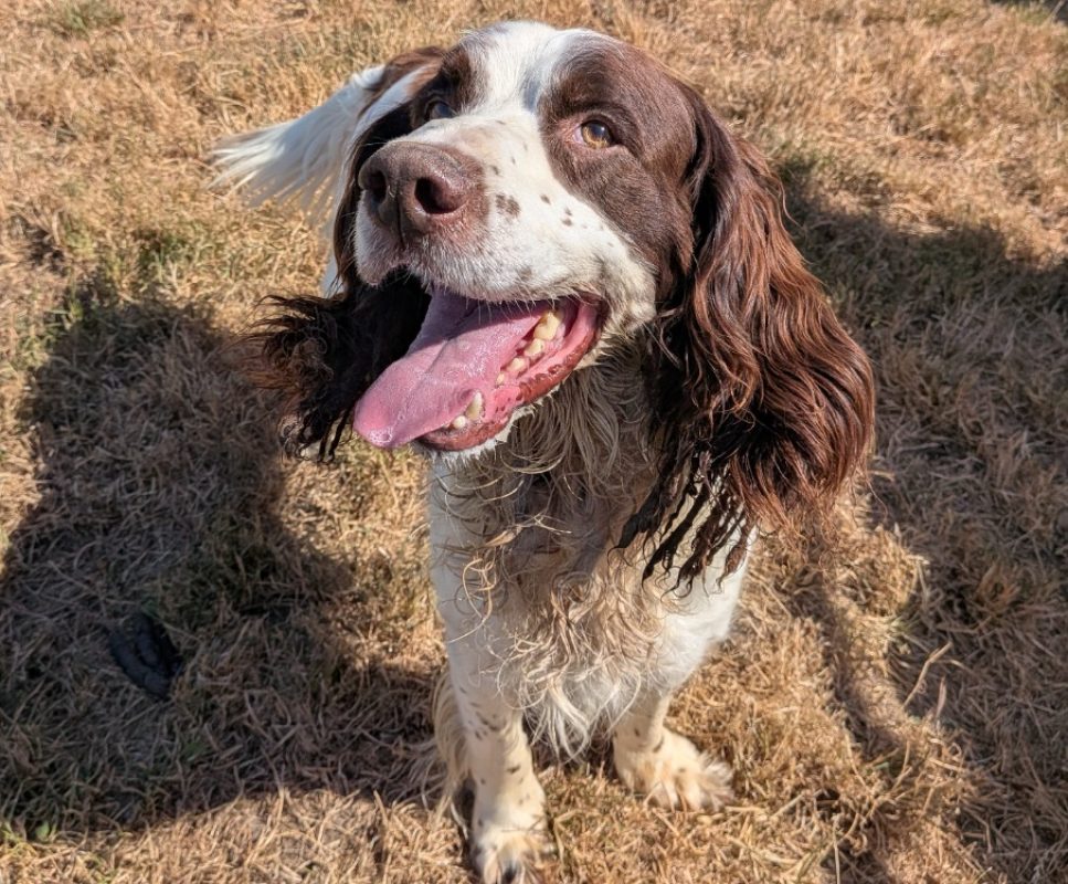 Musca - Chien English-Springer-Spaniel à adopter - photo 2