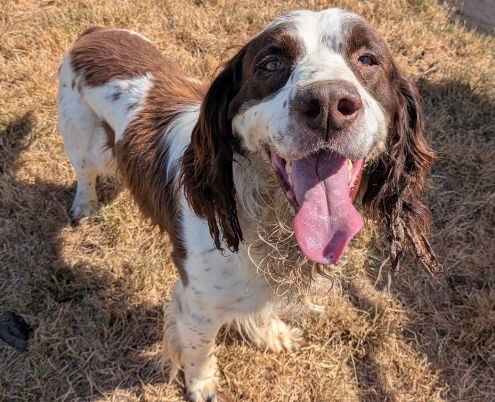 Musca - Chien English-Springer-Spaniel à adopter - photo 3