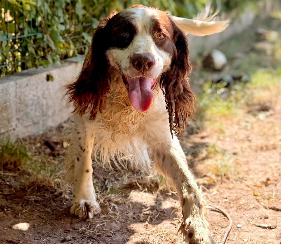 Musca - Chien English-Springer-Spaniel à adopter - photo 4