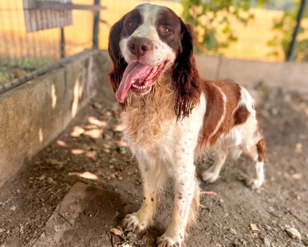 Musca - Chien English-Springer-Spaniel à adopter - photo 5