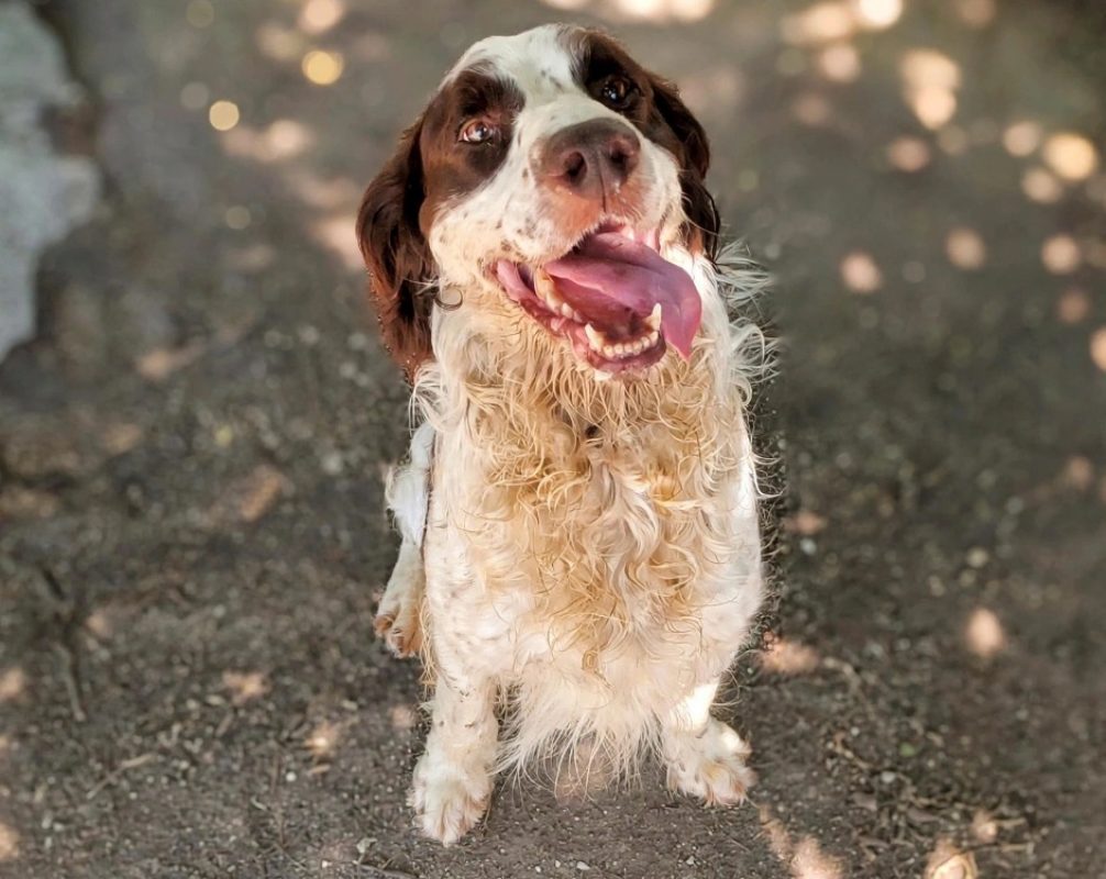 Musca - Chien English-Springer-Spaniel à adopter - photo 6