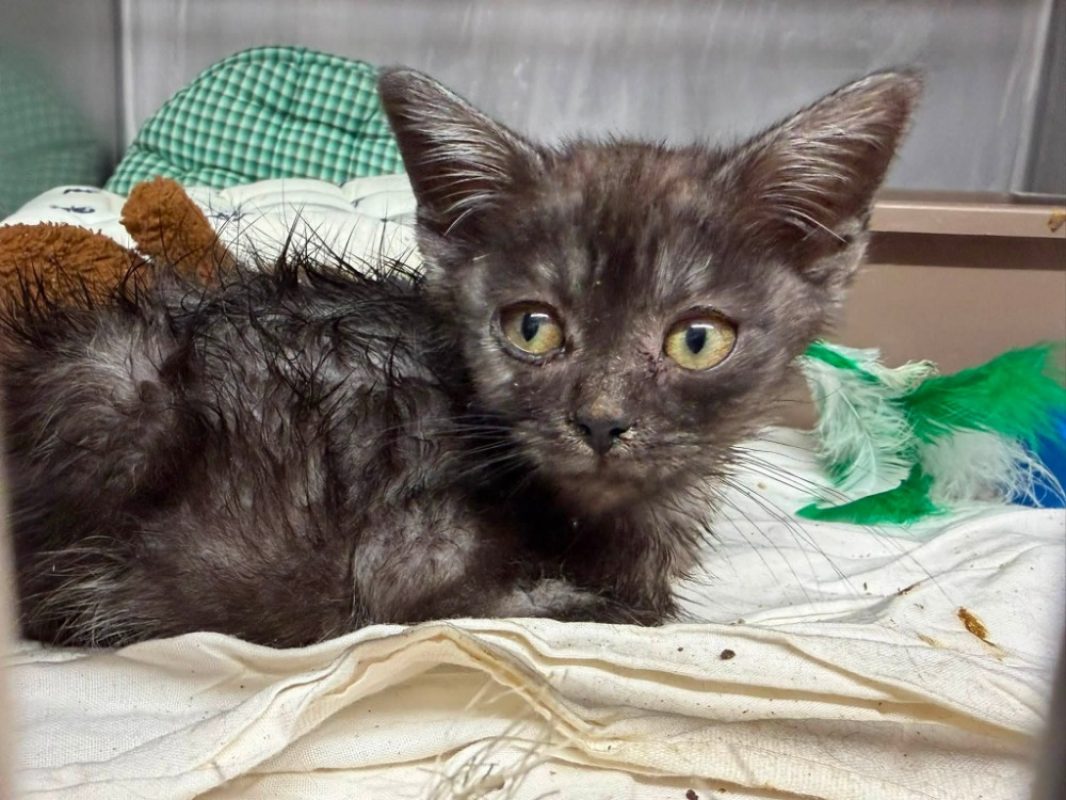 Maasdam - Chat Européen à adopter - photo 2
