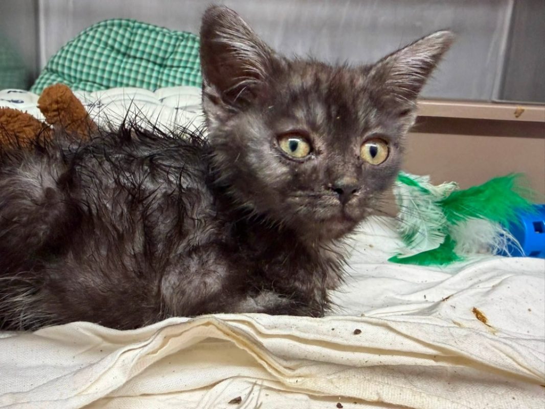 Maasdam - Chat Européen à adopter - photo 3