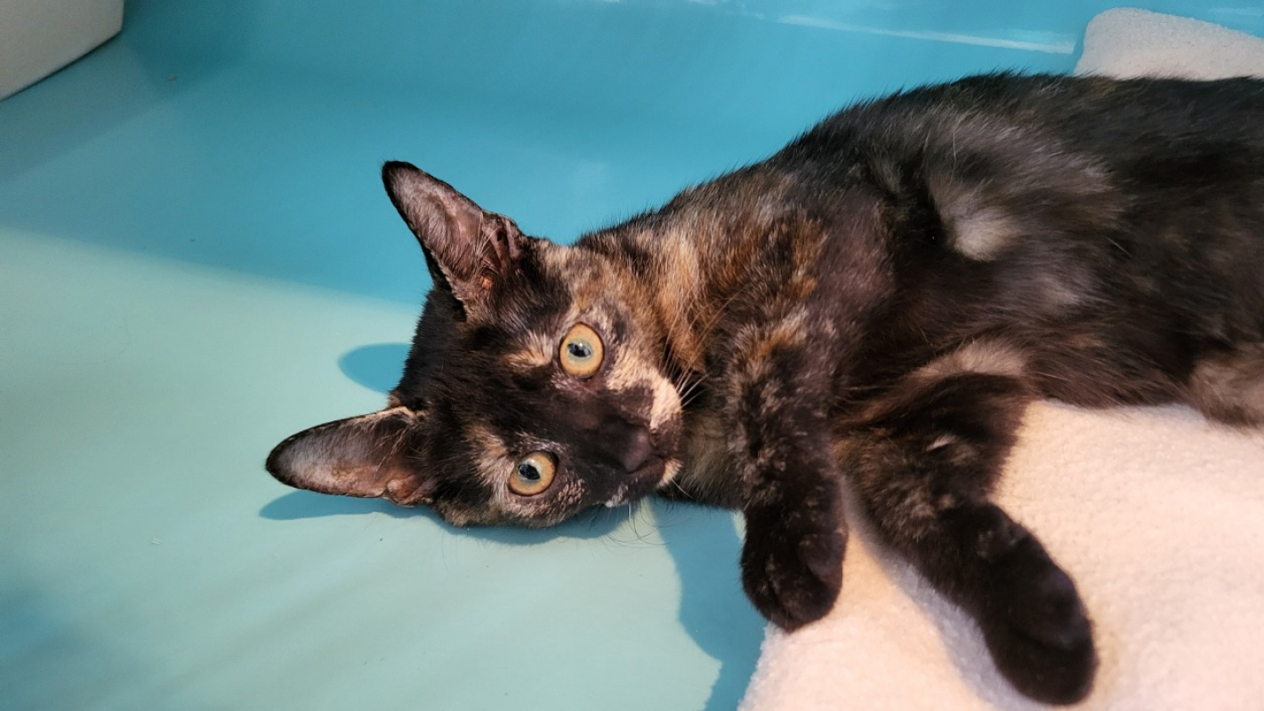 Photo #3 de Mycha