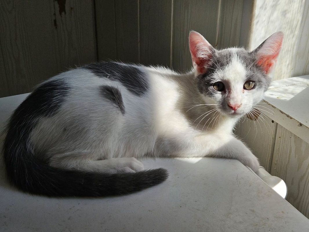 KITKAT - Chat à adopter - photo 4