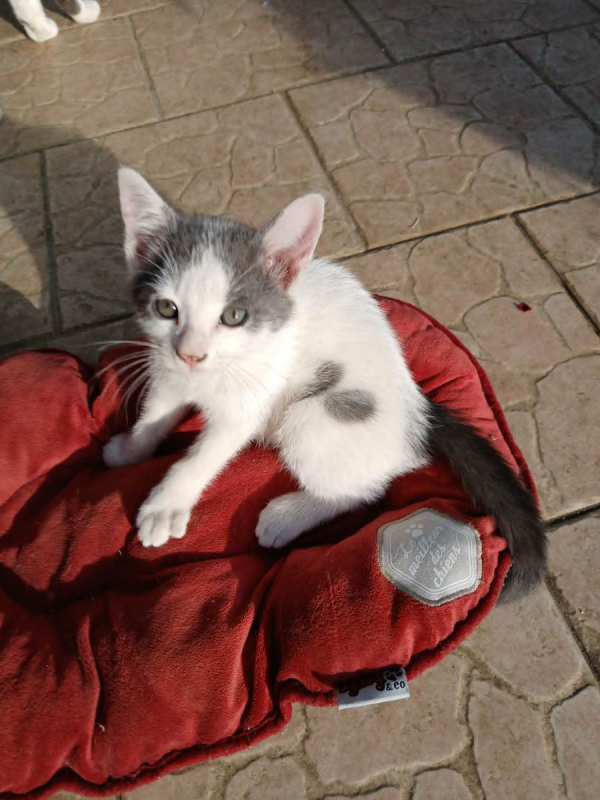 Photo de KITKAT