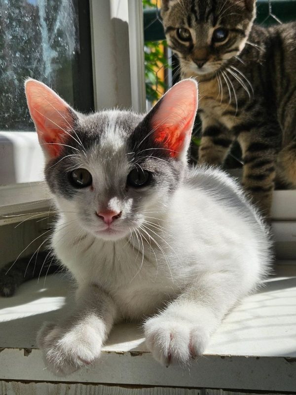 KITKAT - Chat à adopter - photo 3