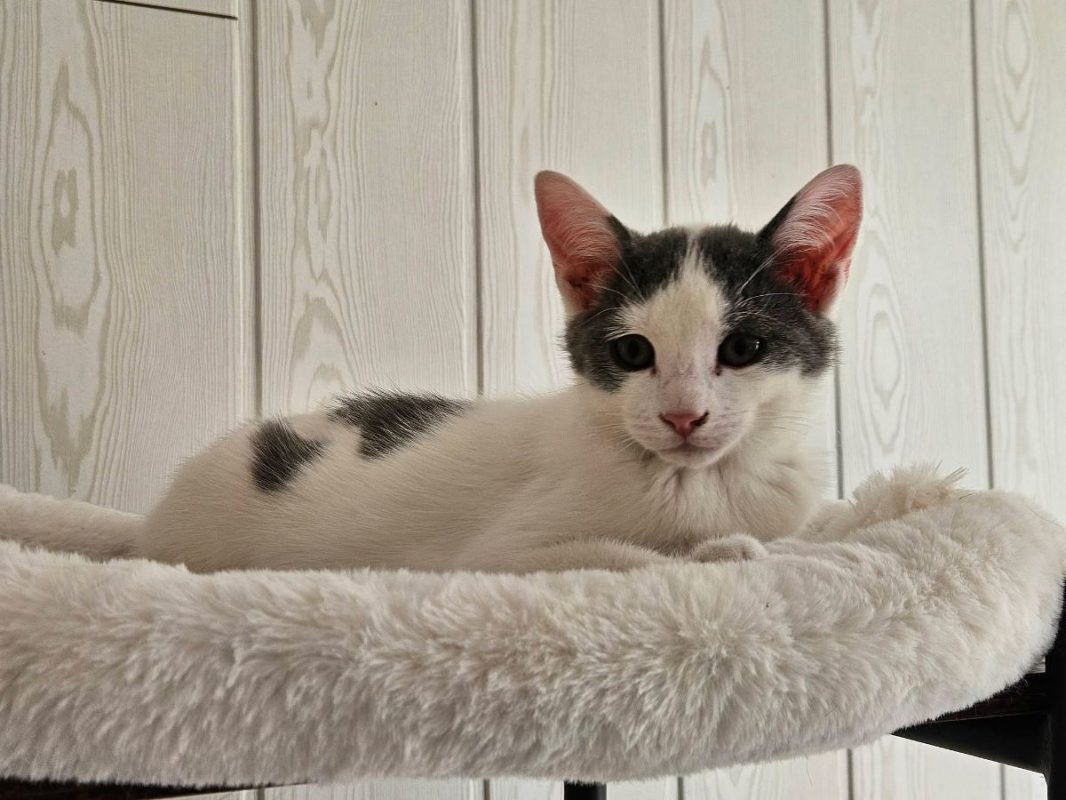 KITKAT - Chat à adopter