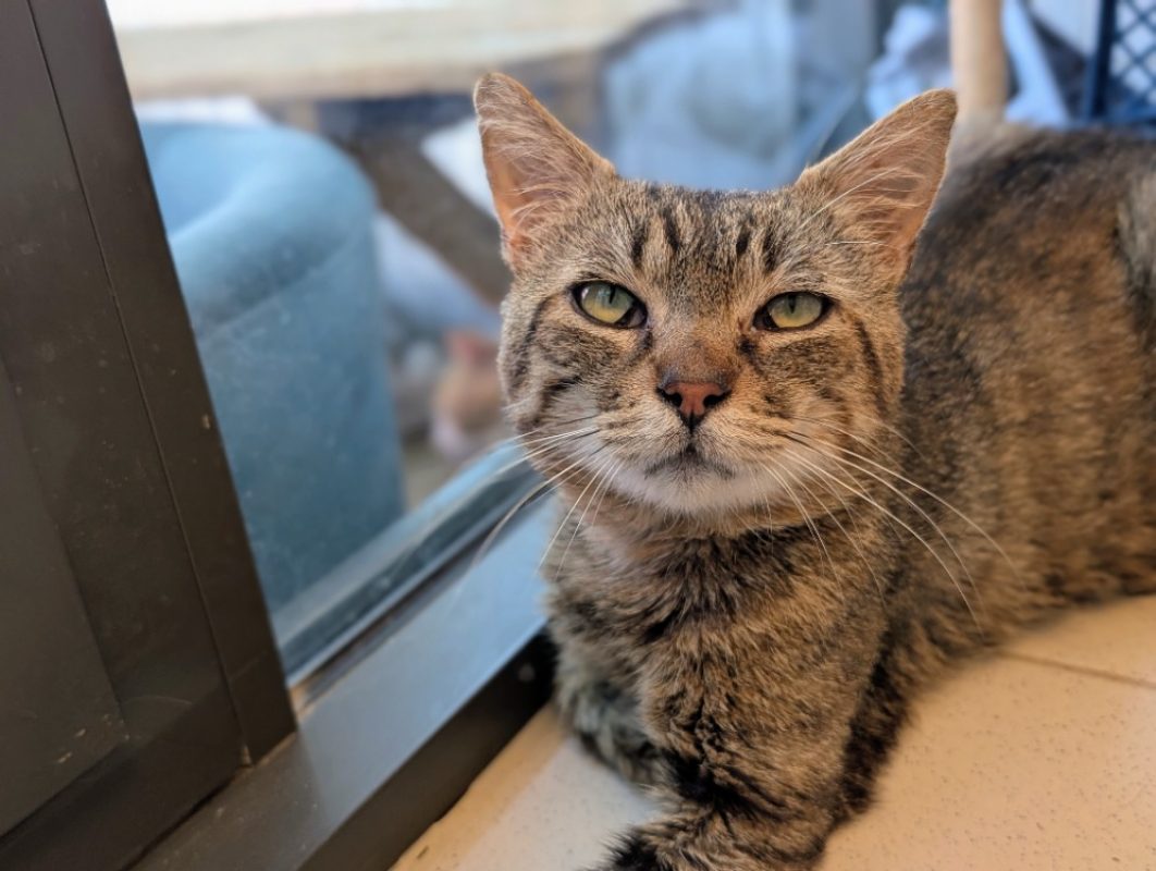 Sorcier - Chat à adopter