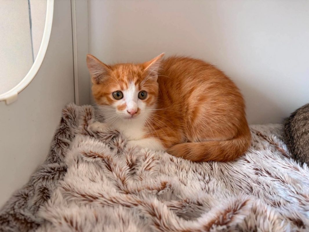 Friture - Chat Européen à adopter