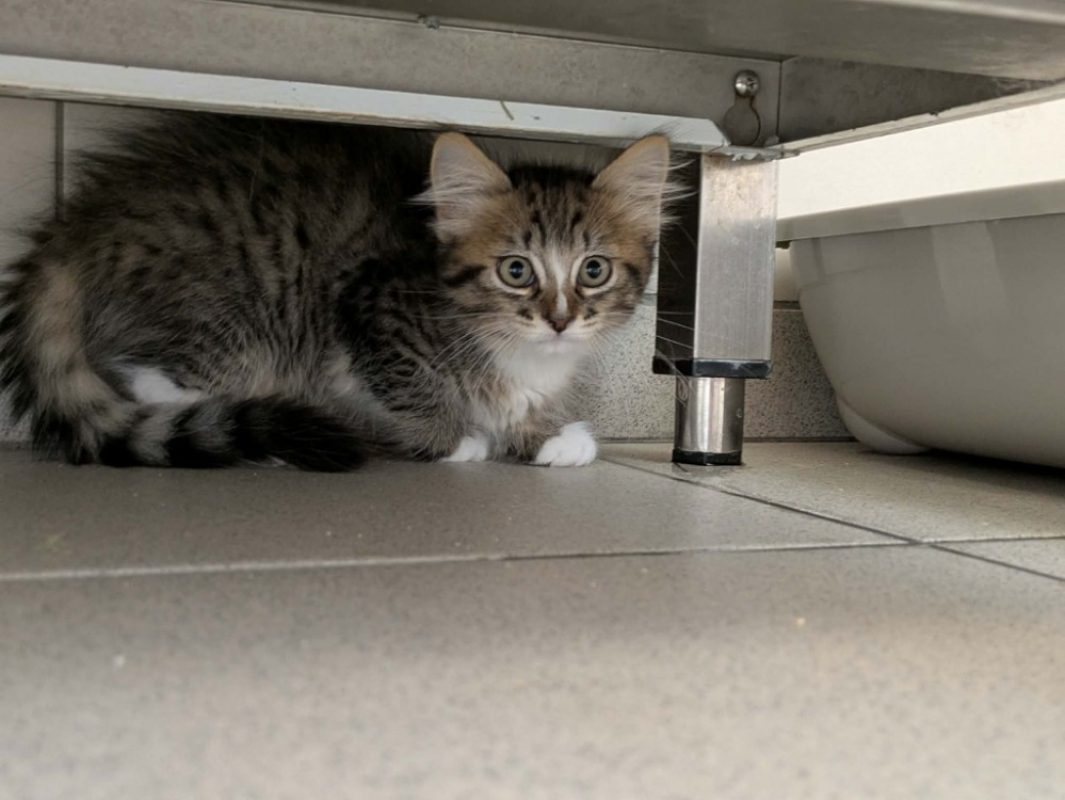 Mc muffin - Chat Européen à adopter
