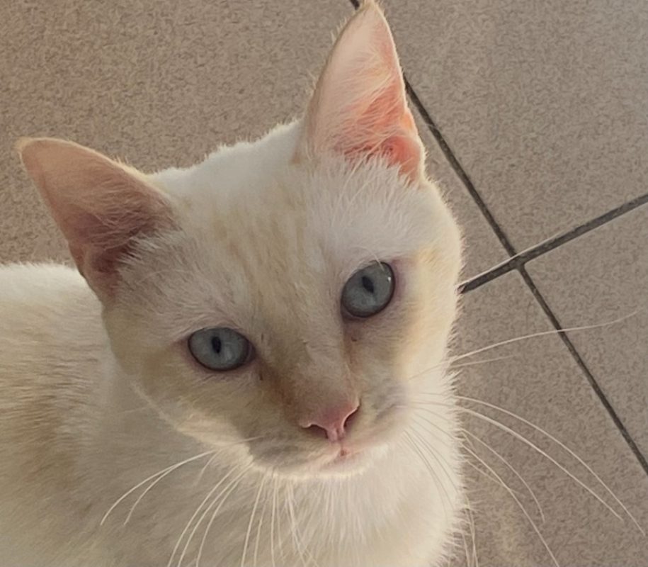 Fabrice - Chat Européen à adopter