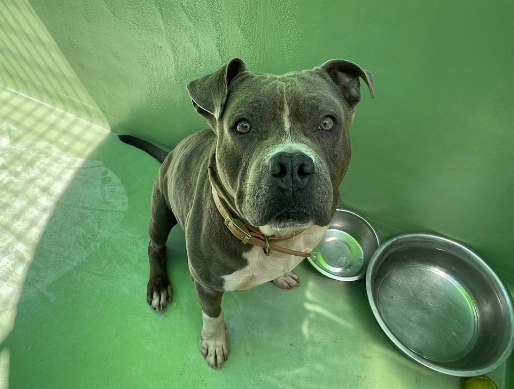 Rafal - Chien à adopter