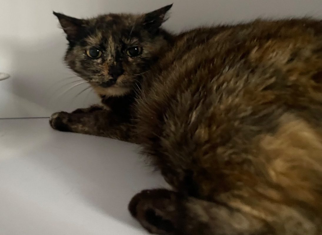Canicule - Chat Européen à adopter