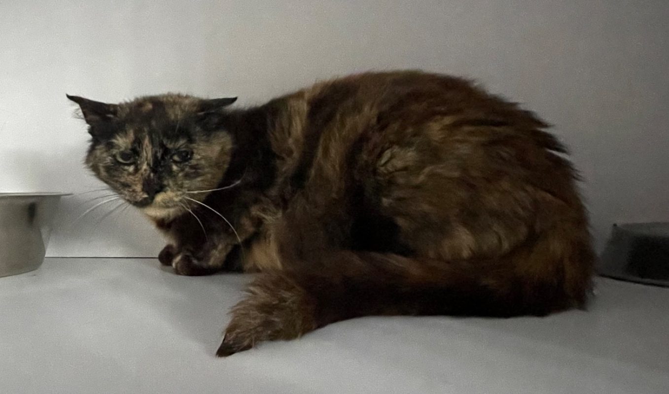 Canicule - Chat Européen à adopter - photo 2
