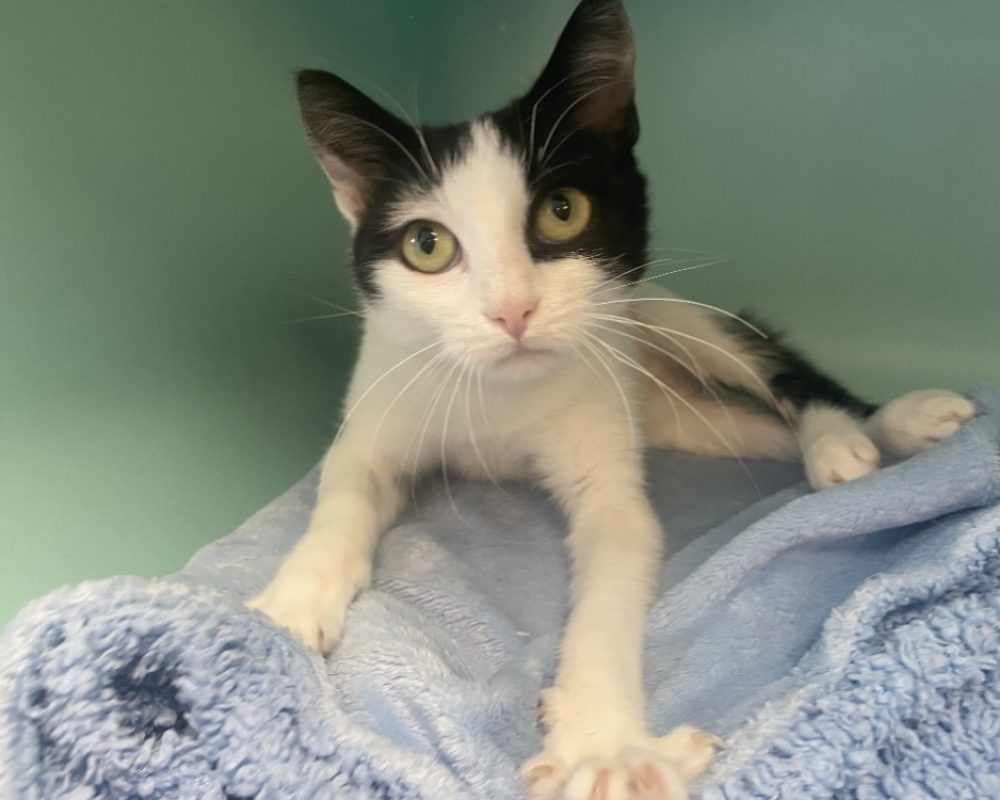 Houessivo - Chat à adopter